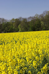 Image showing landscape of a rape fields in bloom in spring in the countryside