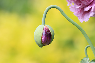 Image showing closeup of a flower bud of poppy pink