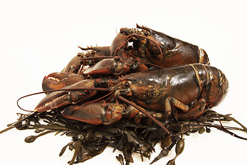 Image showing live lobsters on algae and a white background