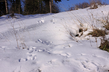 Image showing Traces of wild rabbits in the snow in winter