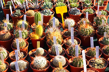 Image showing small pot of cactus plant in the market