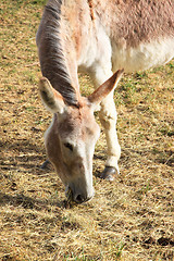 Image showing quiet donkey in a field in spring