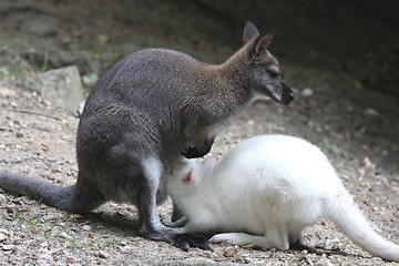 Image showing albino wallaby in the process of sucking his mother