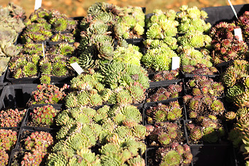 Image showing small pot of cactus plant in the market