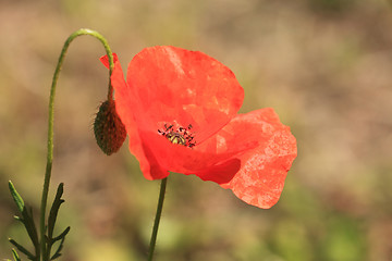 Image showing red poppy close up in a field in summer