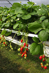 Image showing culture in a greenhouse strawberry and strawberries