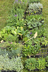 Image showing small pots of plants for planting in the garden