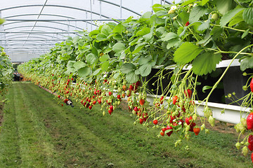 Image showing culture in a greenhouse strawberry and strawberries