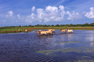 Image showing Henson horses in the marshes in bays of somme in france