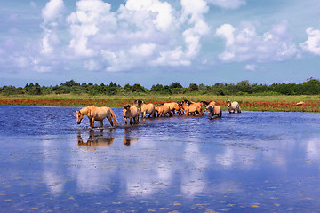 Image showing Henson horses in the marshes in bays of somme in france