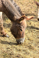 Image showing quiet donkey in a field in spring