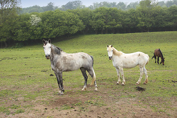 Image showing young horses in a field in spring