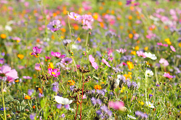 Image showing Colorful flowers, selective focus on pink flower 