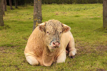 Image showing French Charolais bull lying in grass green