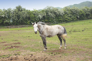 Image showing young horses in a field in spring