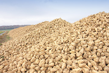 Image showing Sugar beet pile at the field after harvest