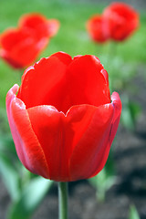 Image showing red tulip