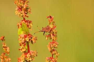 Image showing bug, bedbug brown on the delicate flower in summer