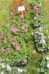 Image showing small pots of plants for planting in the garden