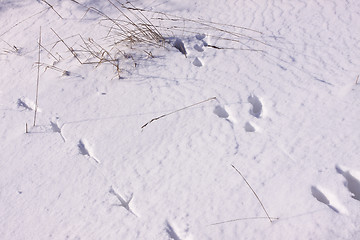 Image showing Traces of wild pheasants in the snow in winter