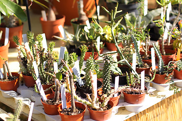 Image showing small pot of cactus plant in the market