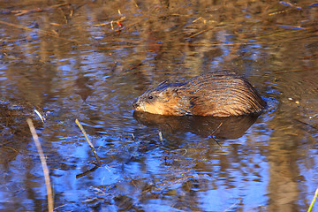 Image showing muskrat swimming in the water of the marsh in spring