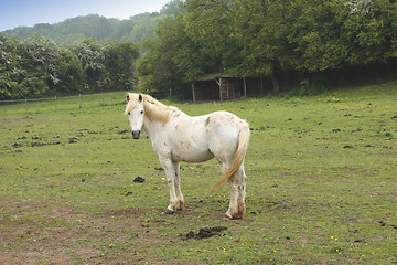 Image showing young horses in a field in spring