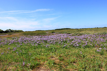 Image showing seascape and beach at low tide on the coast of opal in France