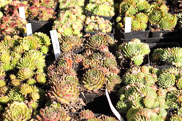 Image showing small pot of cactus plant in the market