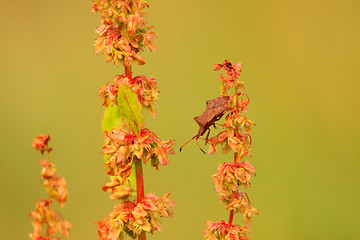 Image showing bug, bedbug brown on the delicate flower in summer