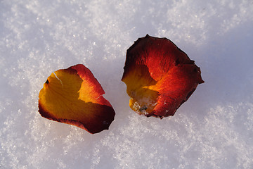 Image showing petals