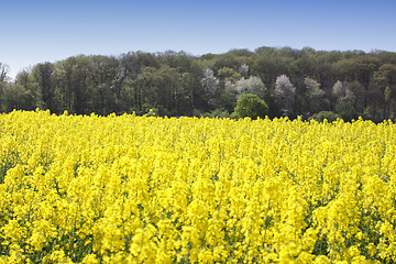 Image showing landscape of a rape fields in bloom in spring in the countryside