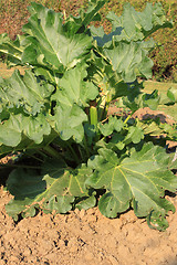 Image showing large rhubarb leaves in a garden in spring
