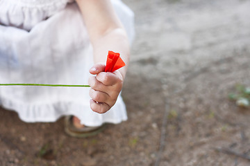 Image showing wild poppy in childs hand