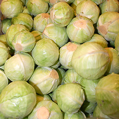 Image showing Cabbage