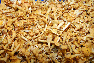 Image showing Mushrooms2