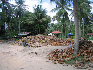 Image showing Coconuts at Koh Samui, Thailand