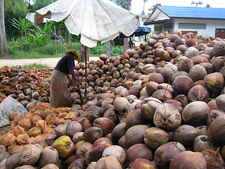 Image showing Coconuts at Koh Samui, Thailand