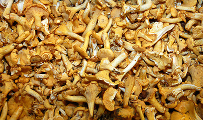 Image showing Mushrooms