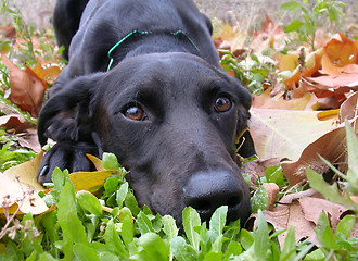 Image showing labrador retriever