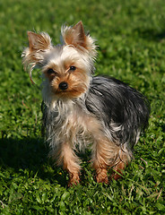 Image showing Yorkshire terrier