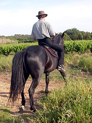 Image showing young man and horse