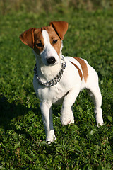 Image showing puppy jack russel terrier