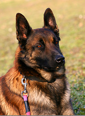 Image showing malinois