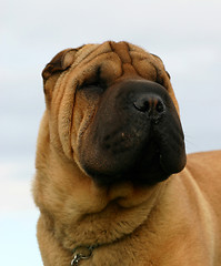 Image showing Shar Pei