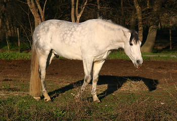 Image showing white horse