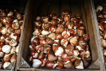 Image showing bulbs