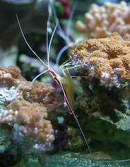 Image showing cleaner shrimp