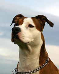 Image showing american staffordhire terrier