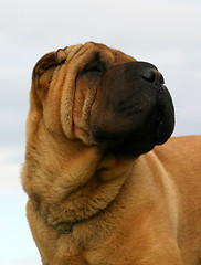 Image showing Shar Pei